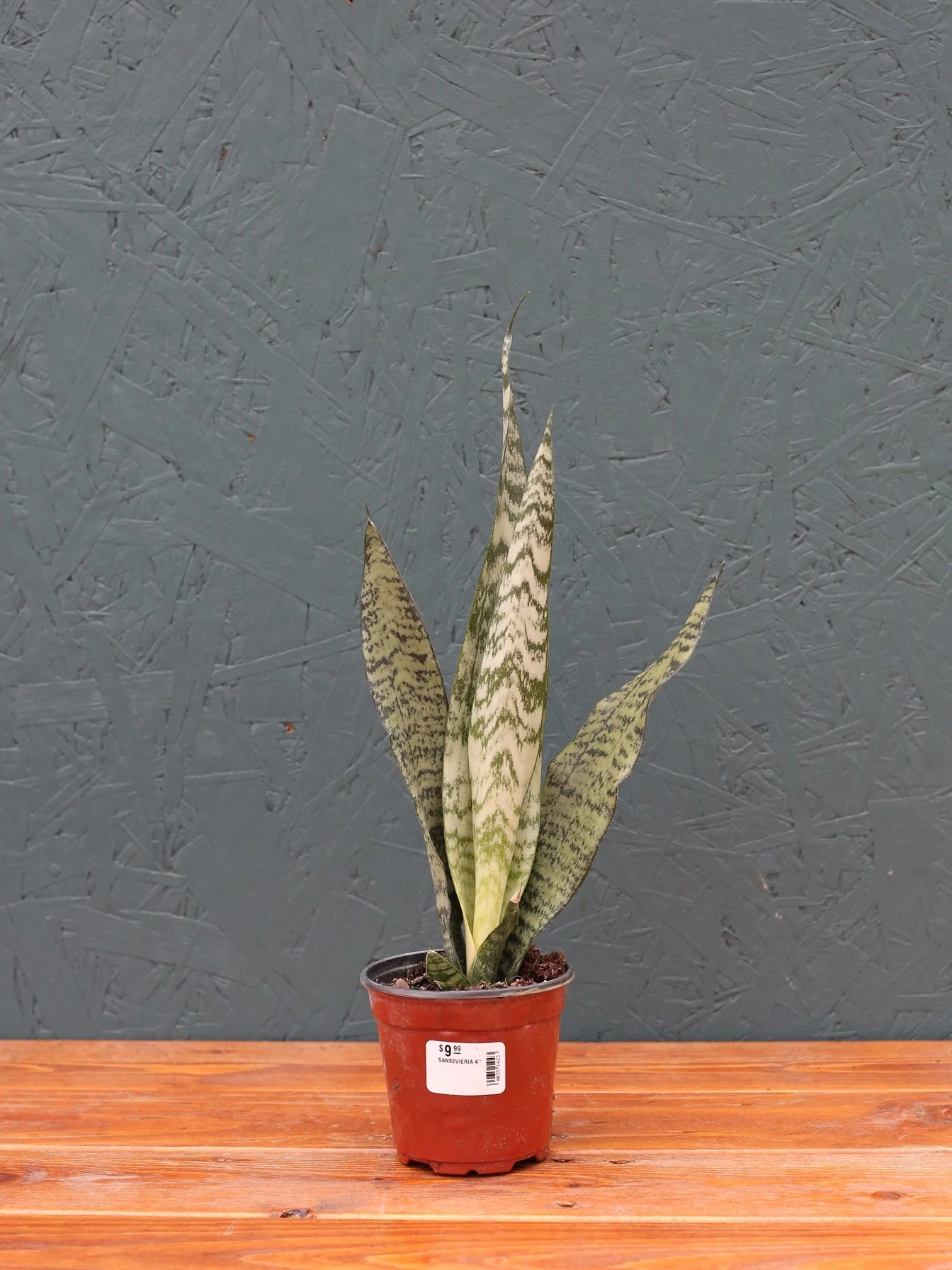 Snake Plant ‘Zeylanica’ - Image 4