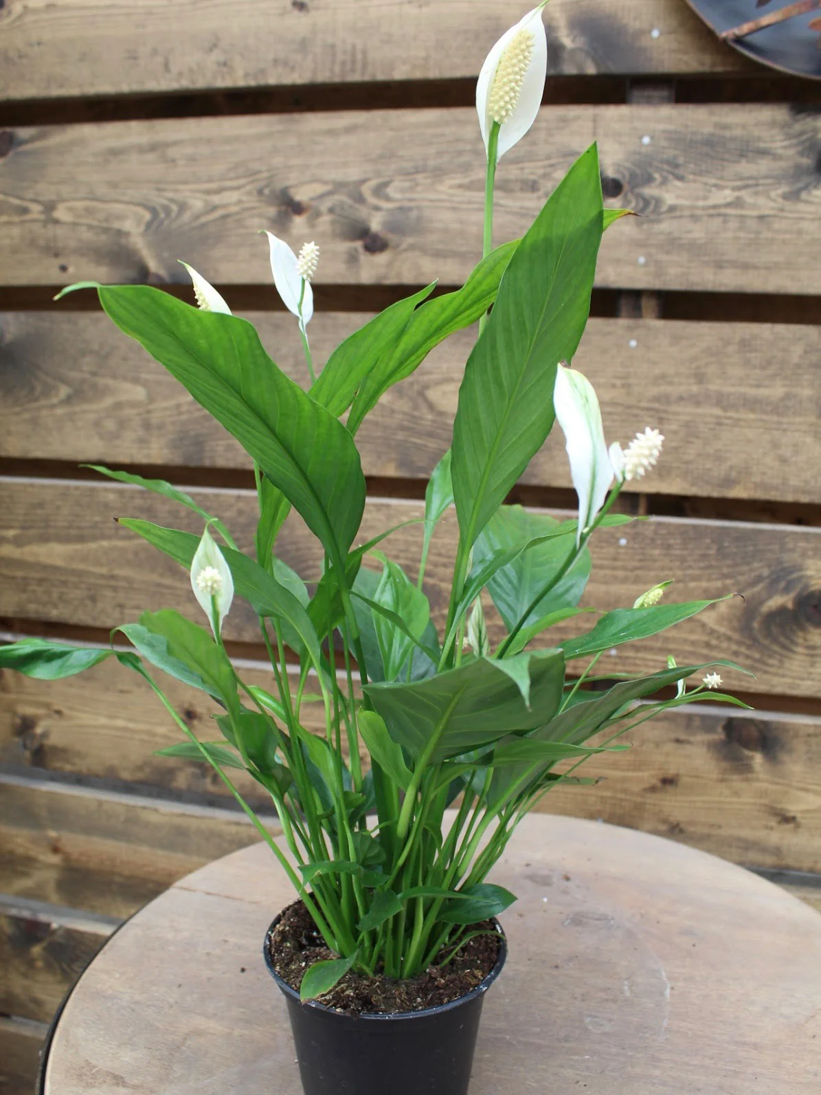 Spathiphyllum 'Peace Lily' - Image 2