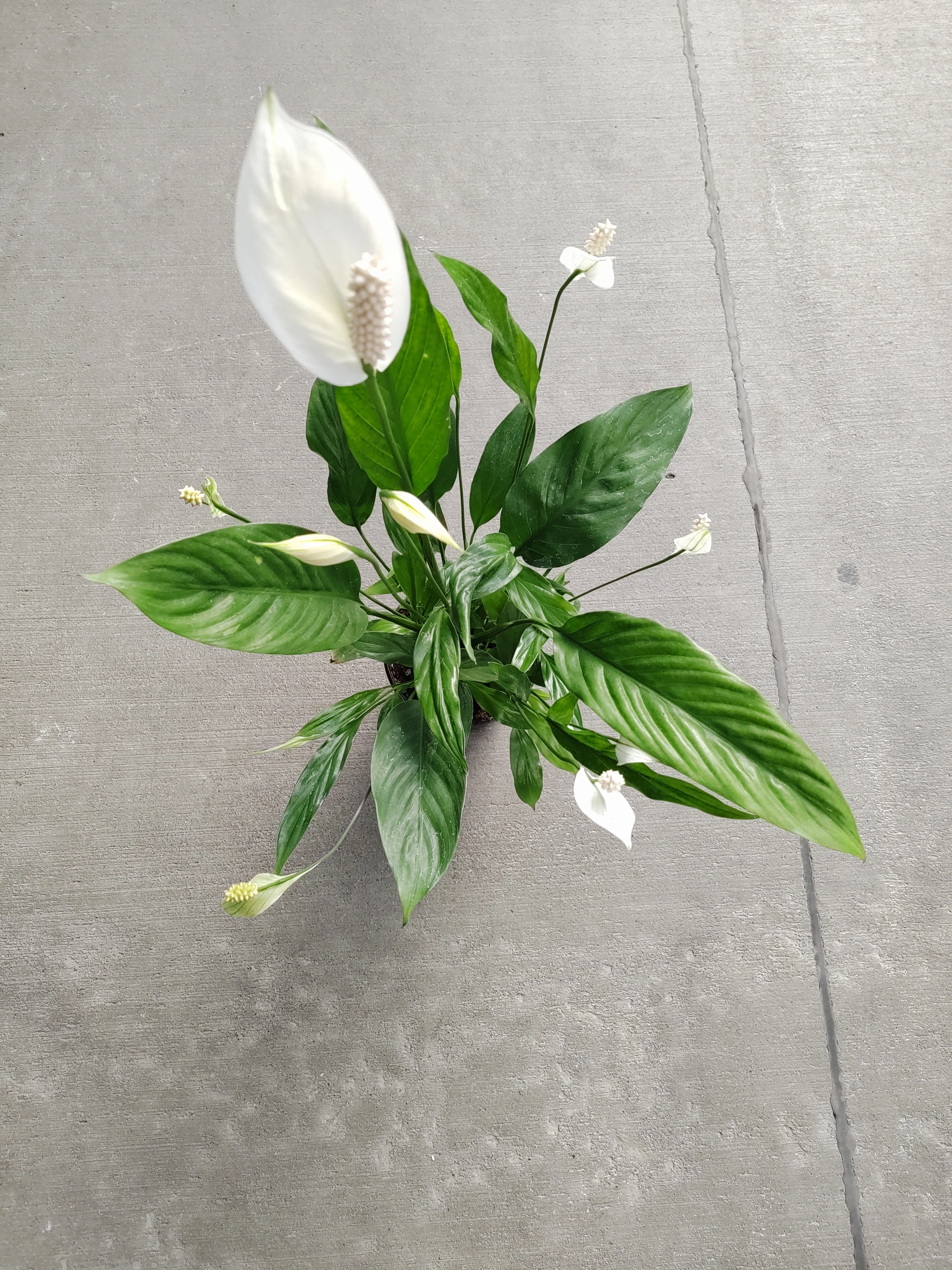 Spathiphyllum 'Peace Lily' - Image 3
