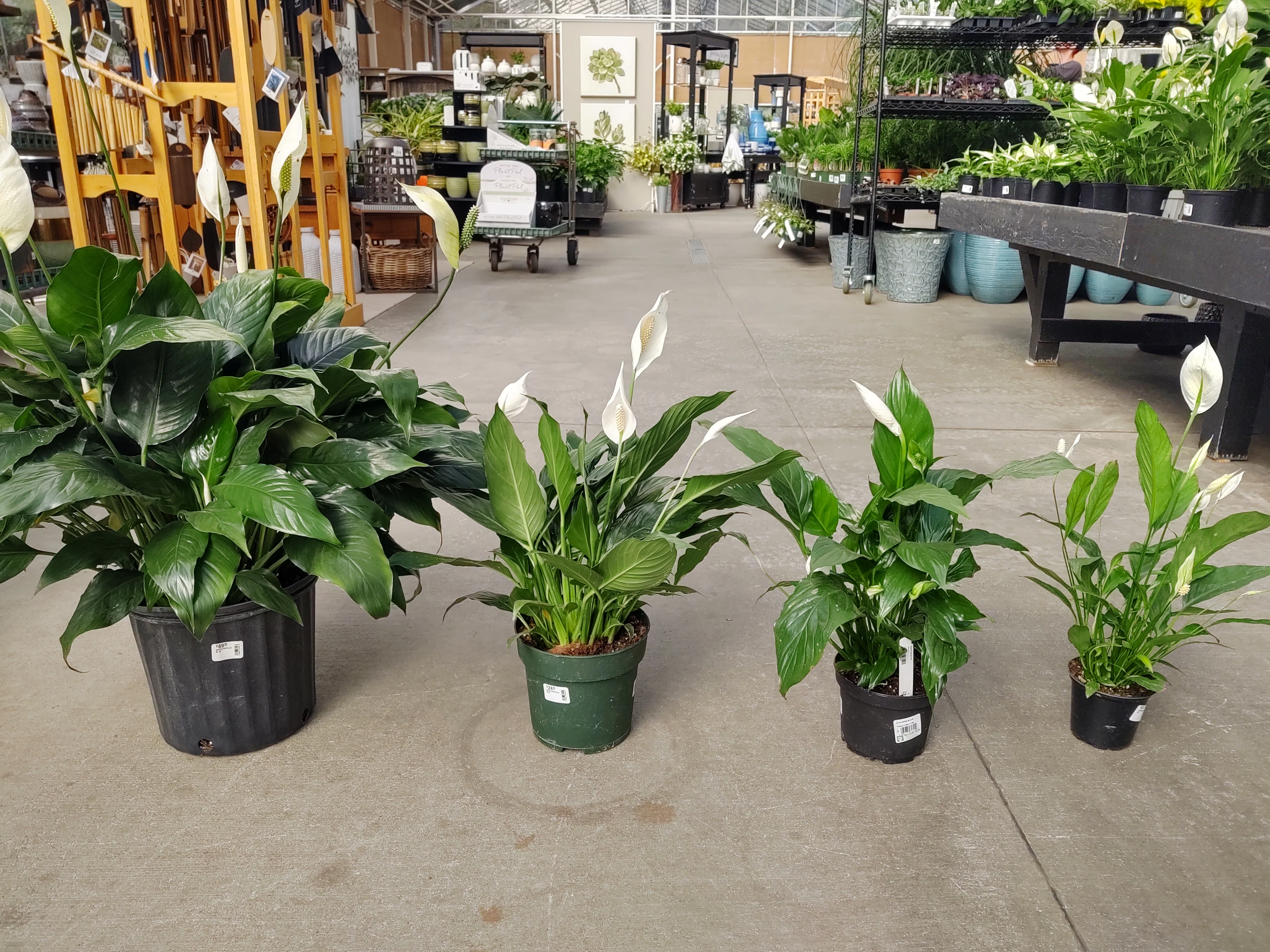 Spathiphyllum 'Peace Lily' - Image 4