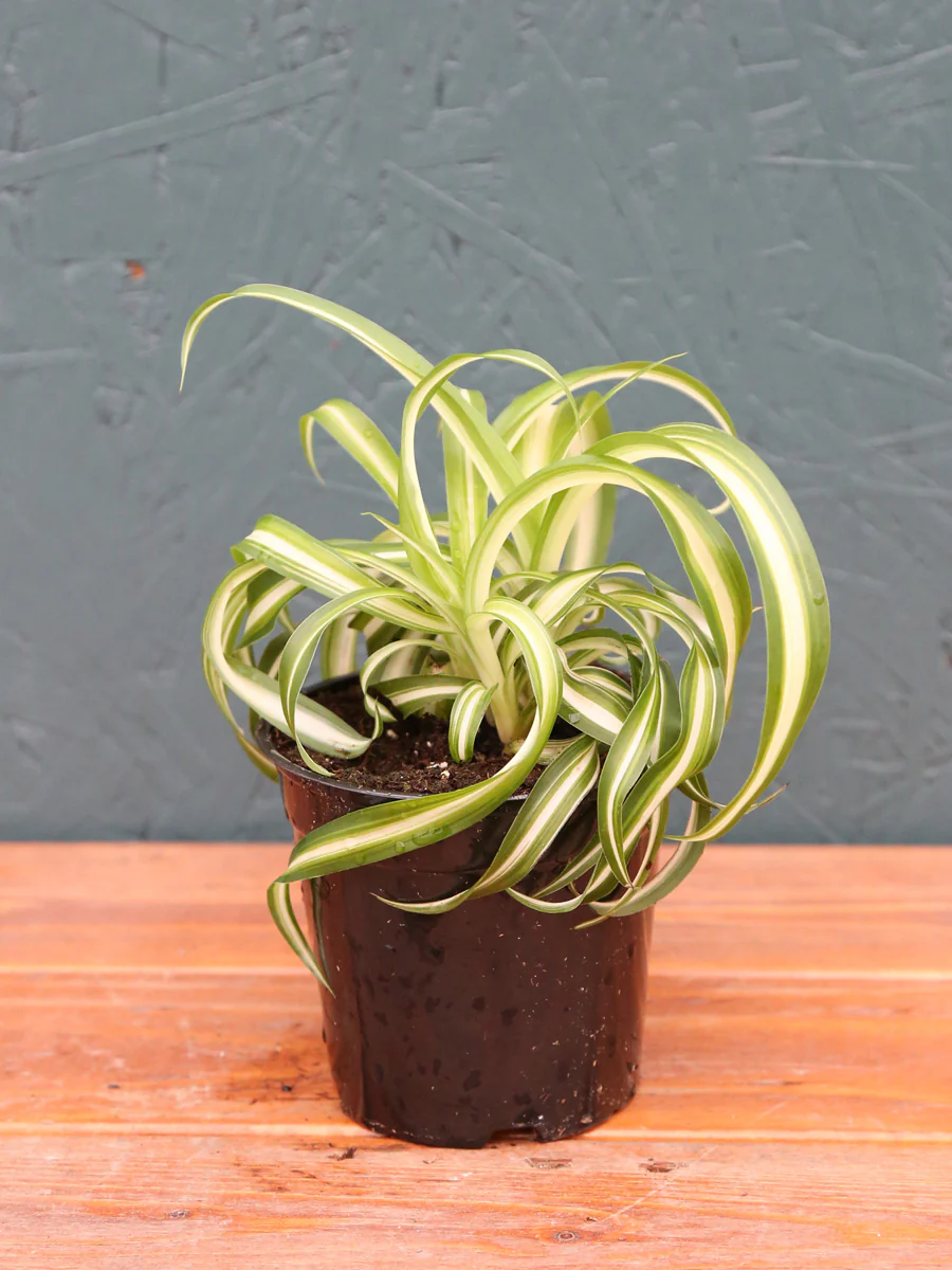 Spider Plant 4" - Image 3