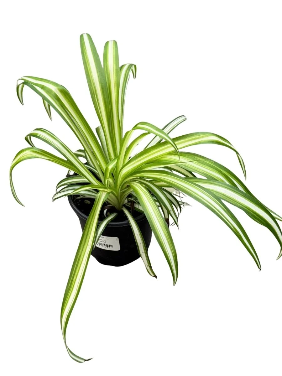 Spider Plant 4" - Image 4