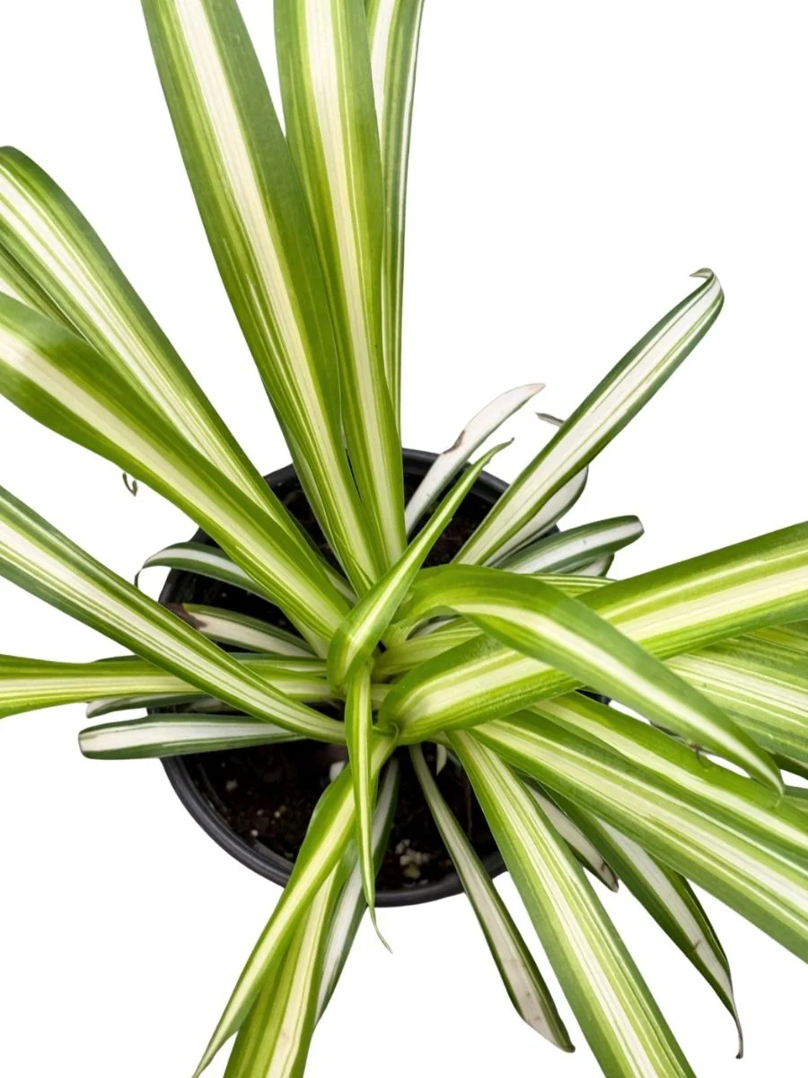 Spider Plant 4" - Image 5