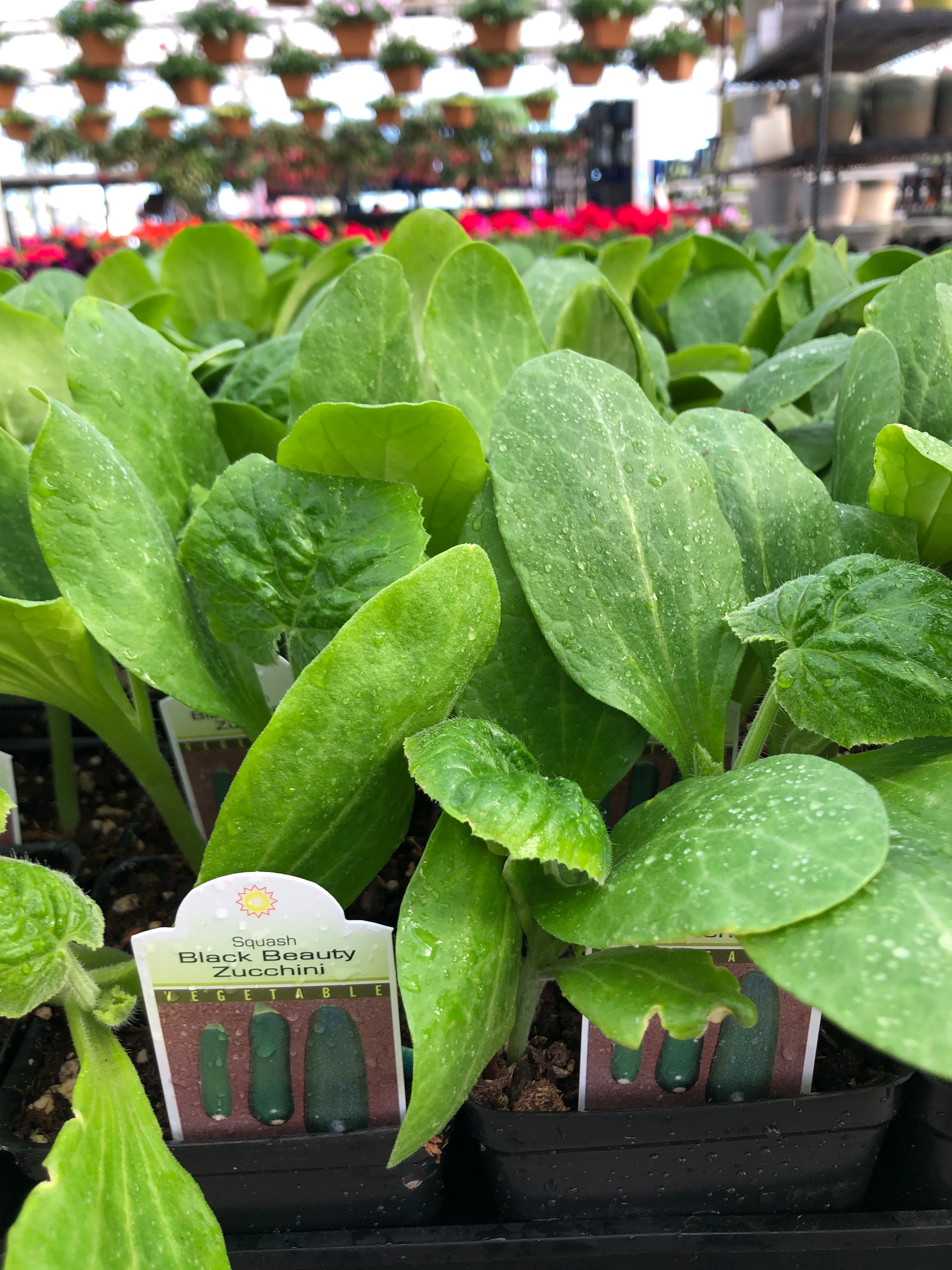 Organic Zucchini 4”