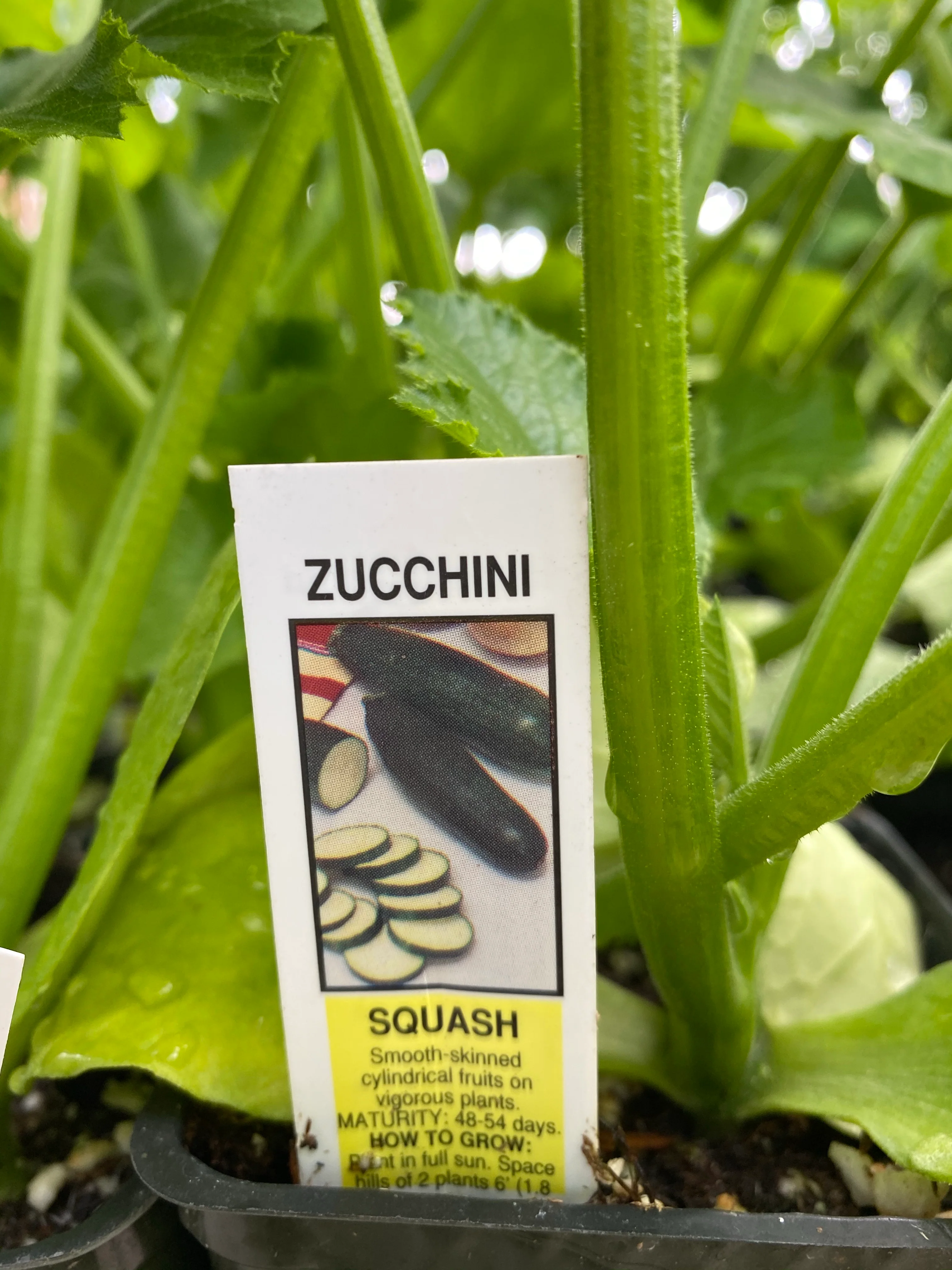 Organic Zucchini 4” - Image 2