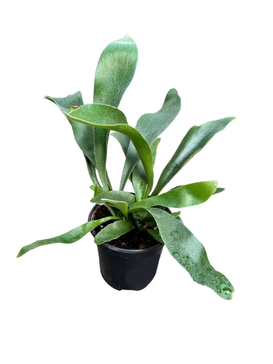 Staghorn Fern 4" - Image 3