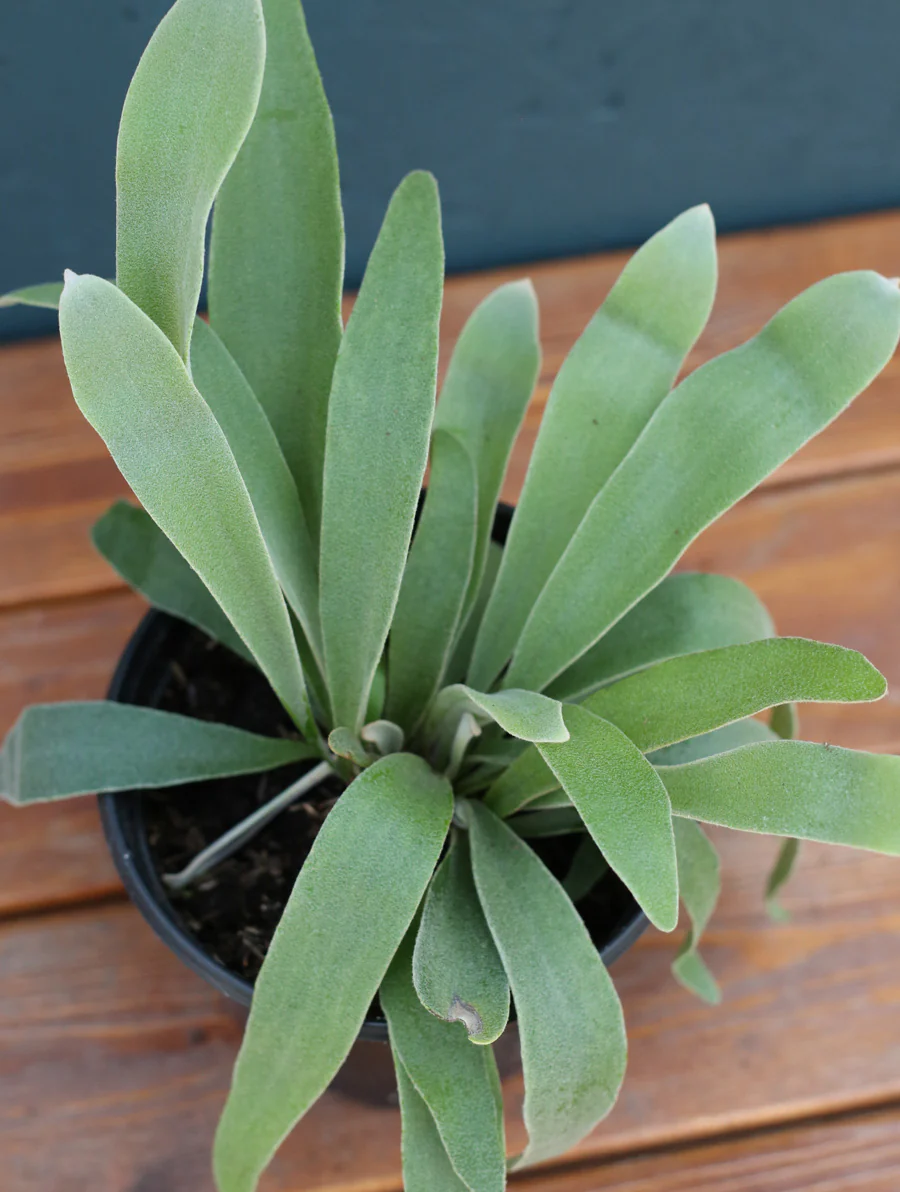 Staghorn Fern 4" - Image 4