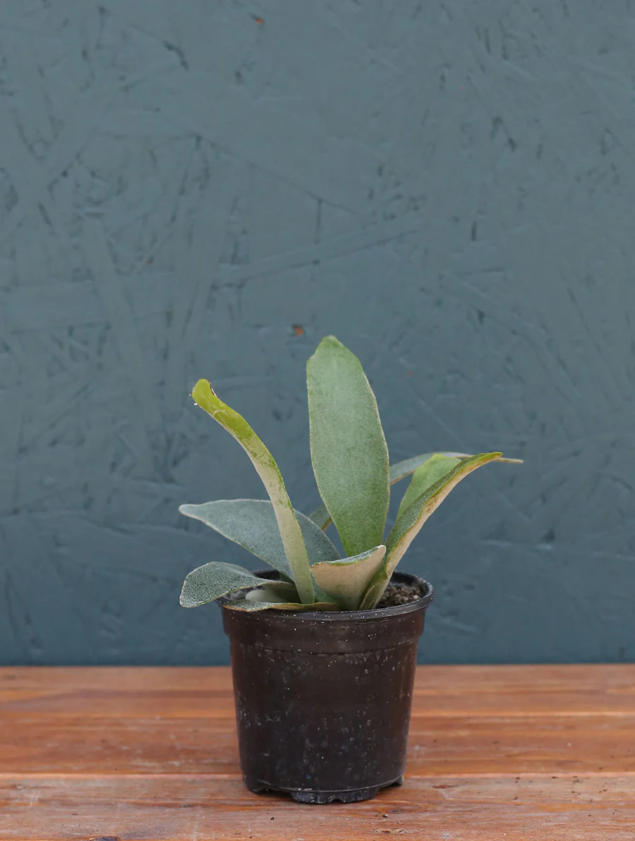 Staghorn Fern 4" - Image 5