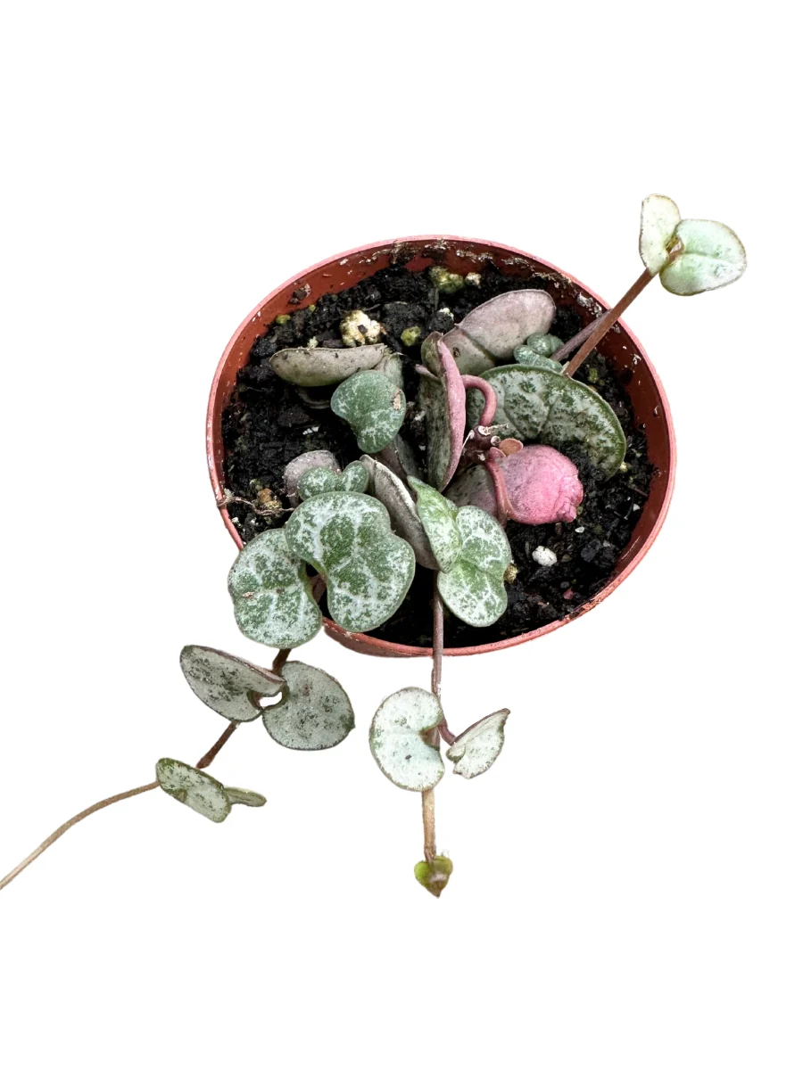 String of Hearts - 2" - Image 3