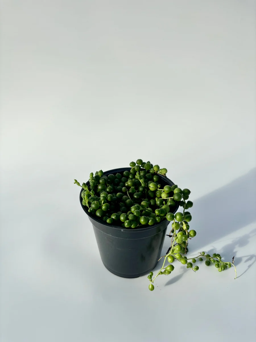 String of Pearls 4" - Image 2