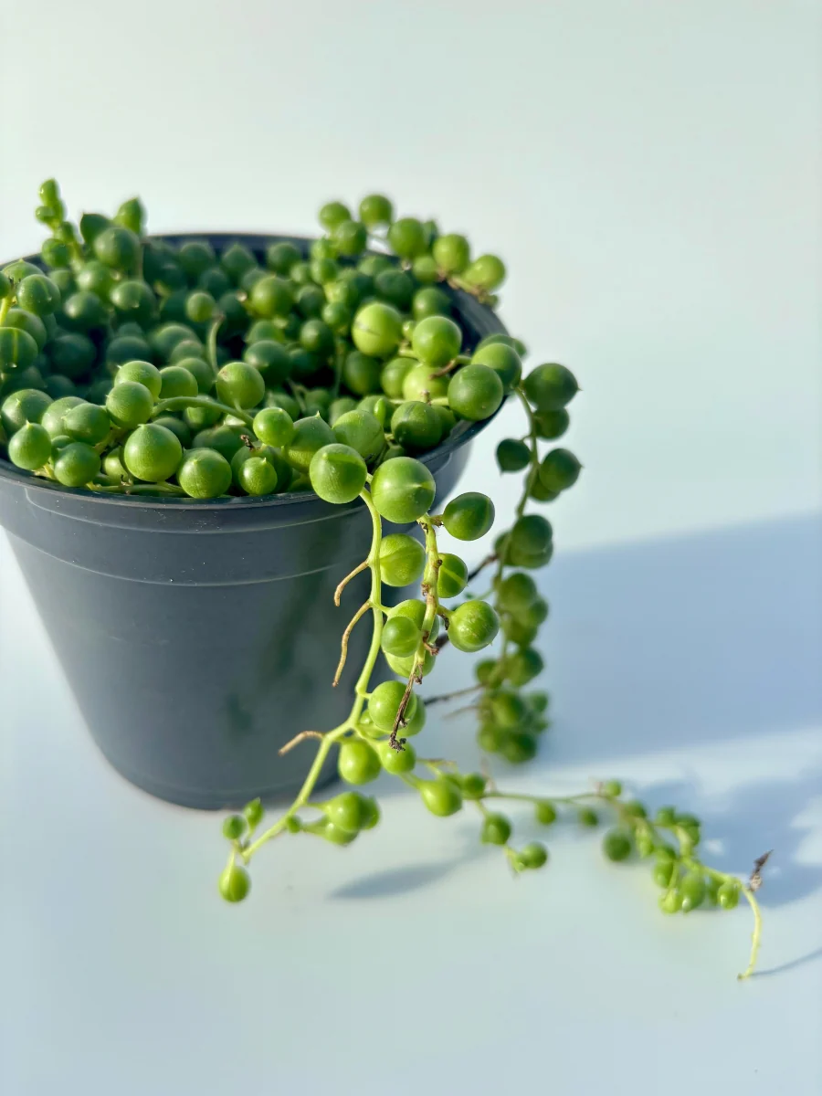 String of Pearls 4" - Image 3