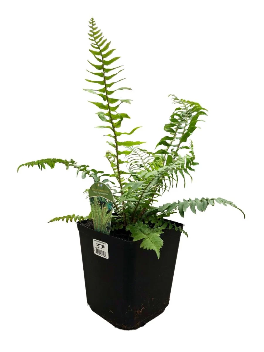 Sword Fern - Image 3