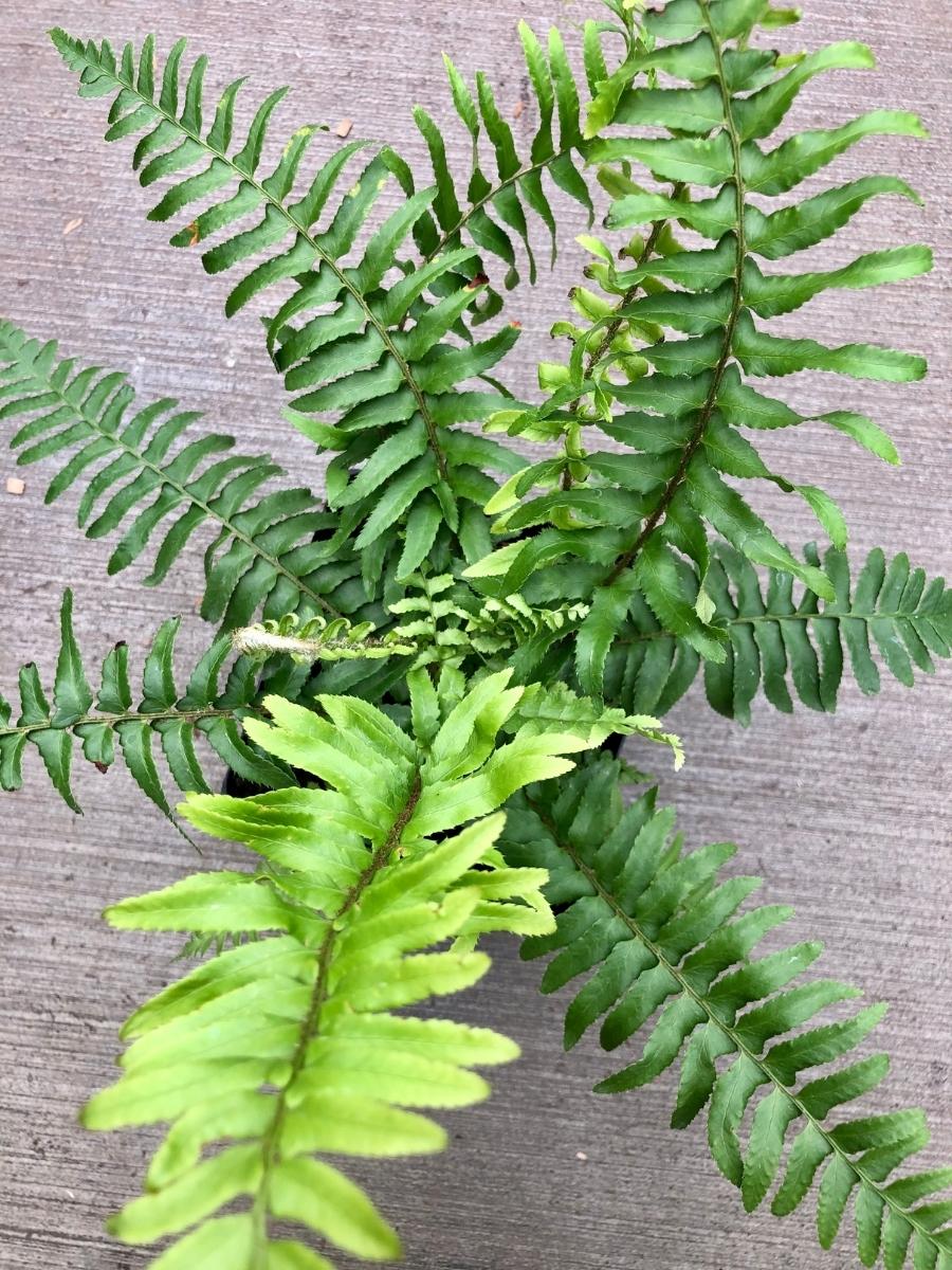 Sword Fern - Image 4