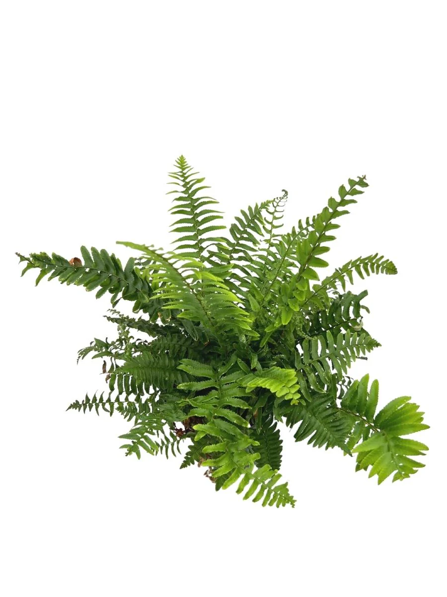 Sword Fern - Image 5