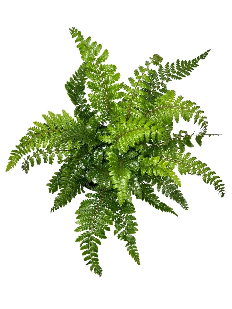 Tassel Fern 1G - Image 3