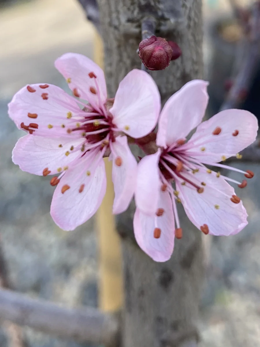 Prunus 'Thundercloud' | Flowering Plum - Image 3