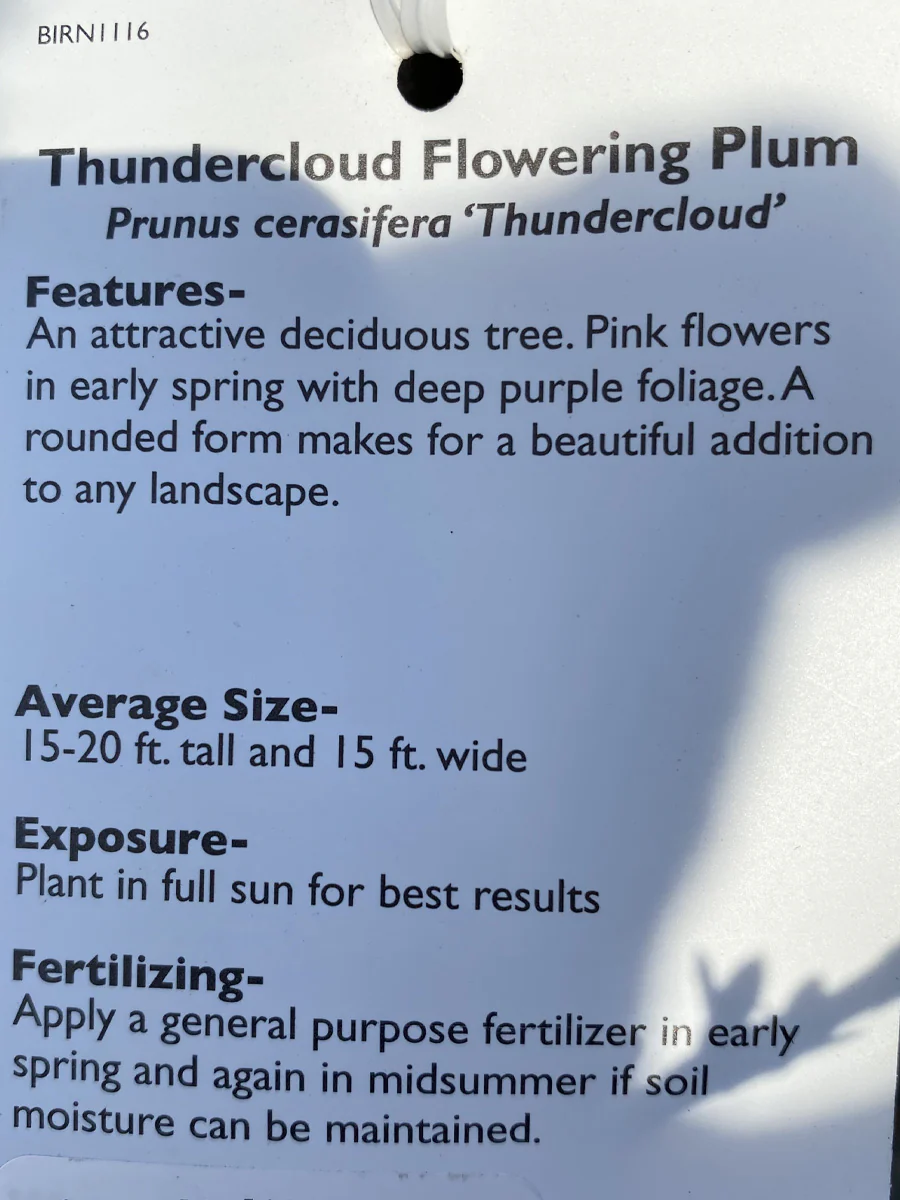 Prunus 'Thundercloud' | Flowering Plum - Image 4