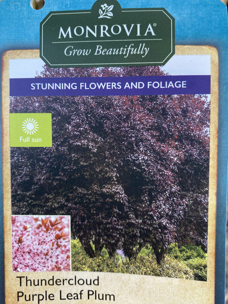 Prunus 'Thundercloud' | Flowering Plum - Image 5