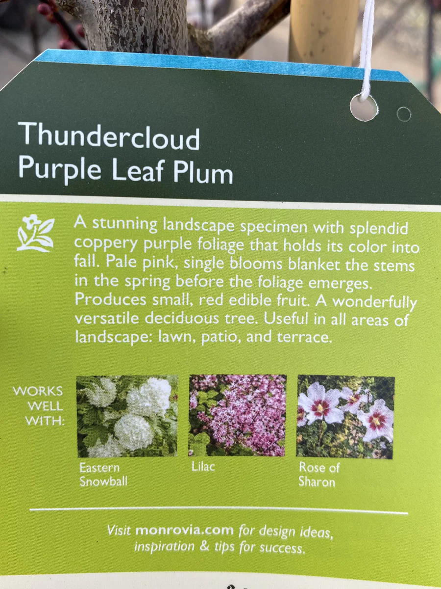 Prunus 'Thundercloud' | Flowering Plum - Image 6
