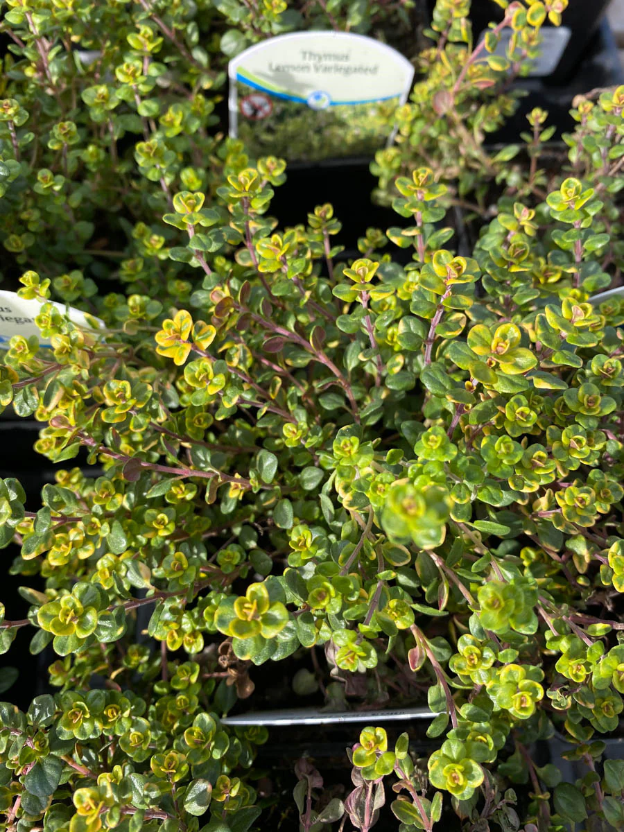 Thyme Lemon Variegated 4"