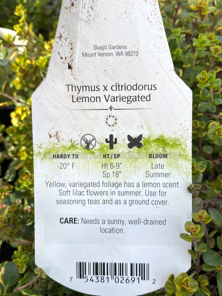 Thyme Lemon Variegated 4" - Image 2