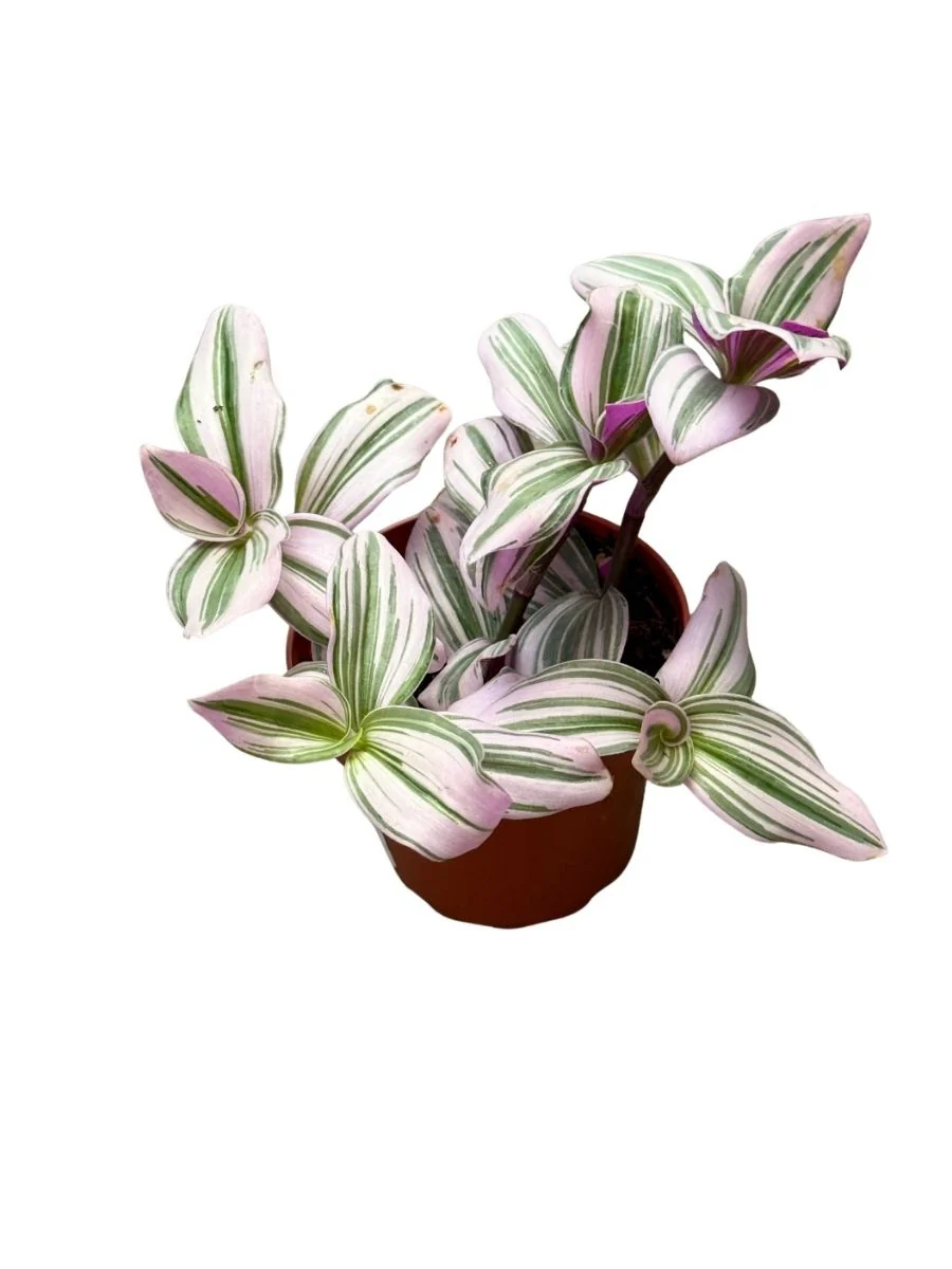 Tradescantia Nanouk - Image 3