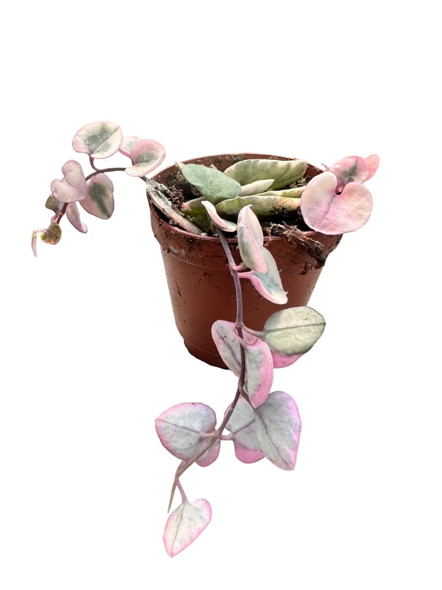 Variegated String of Hearts 2" - Image 3