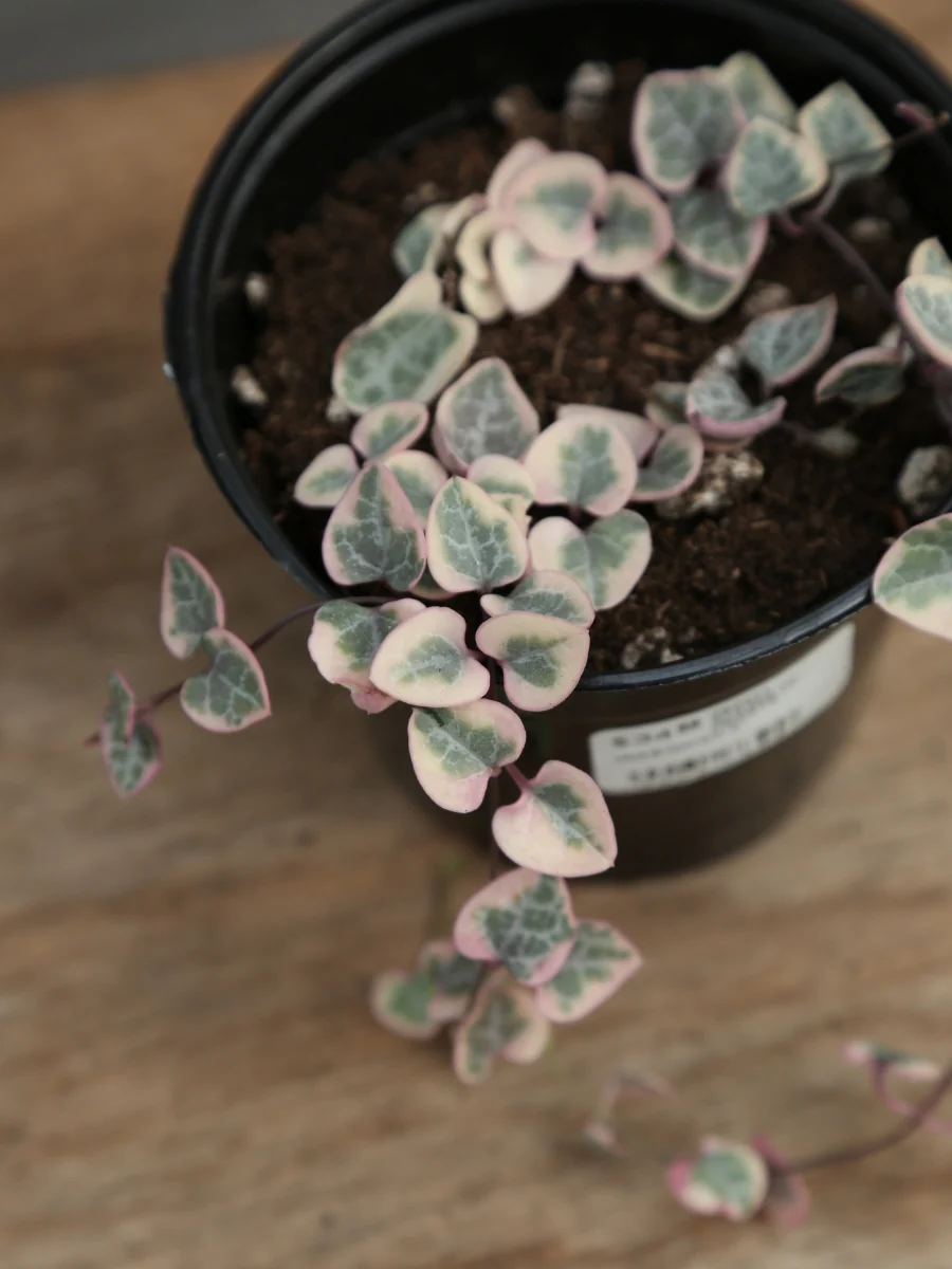 Variegated String of Hearts 4" - Image 3
