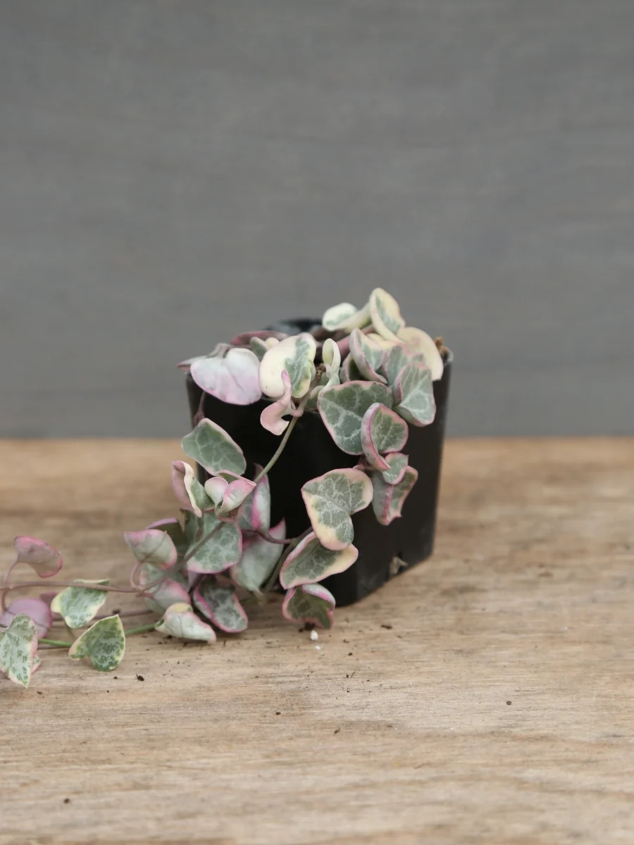 Variegated String of Hearts 4" - Image 4