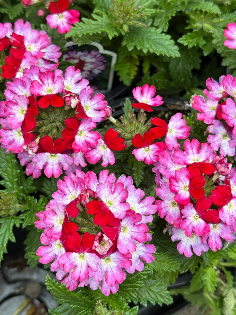 Verbena Lanai® Compact Red Star 4"