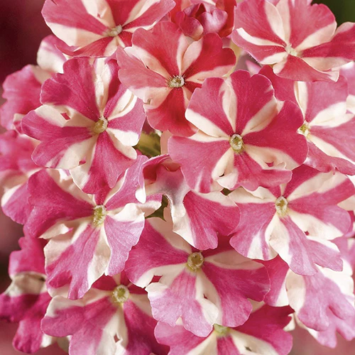 Verbena Lanai® Compact Red Star 4" - Image 2