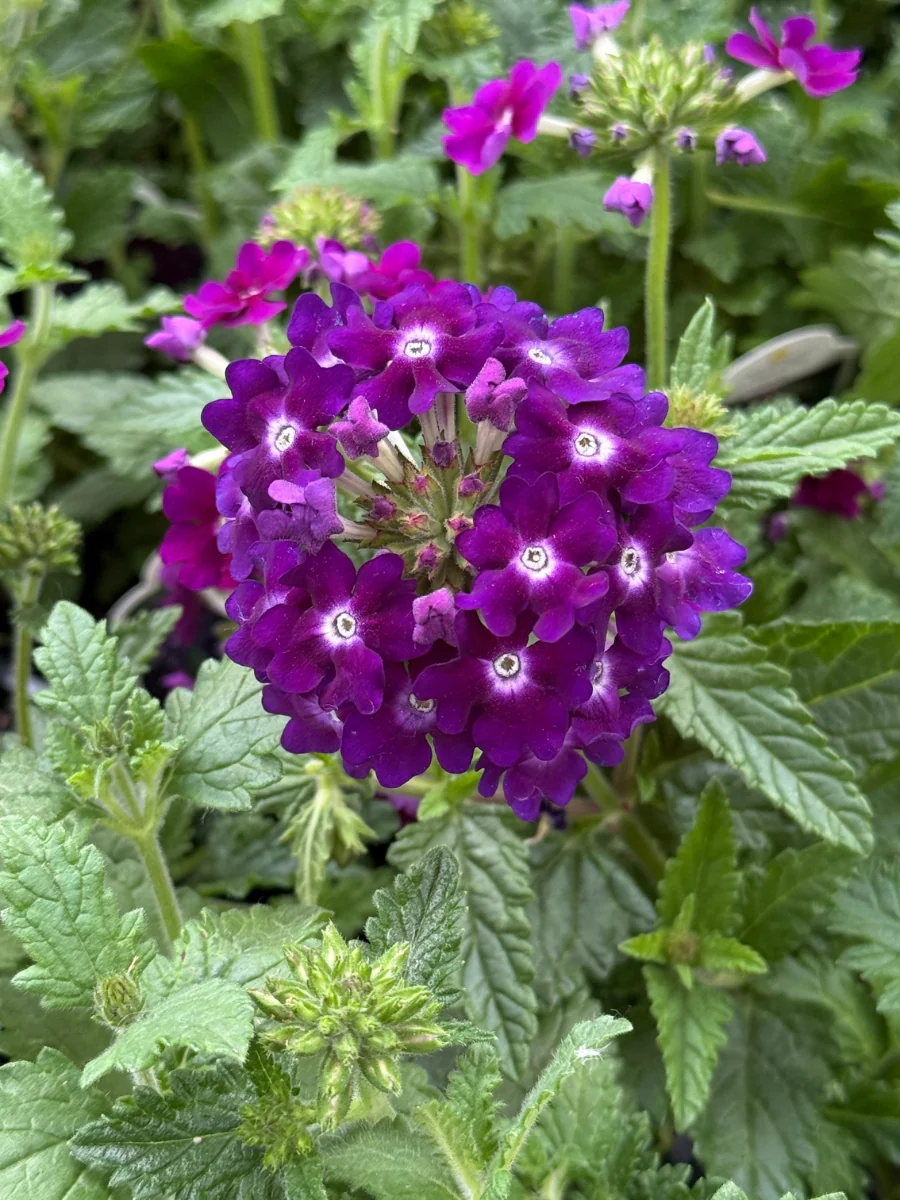 Verbena Lascar™ Black Velvet 4"