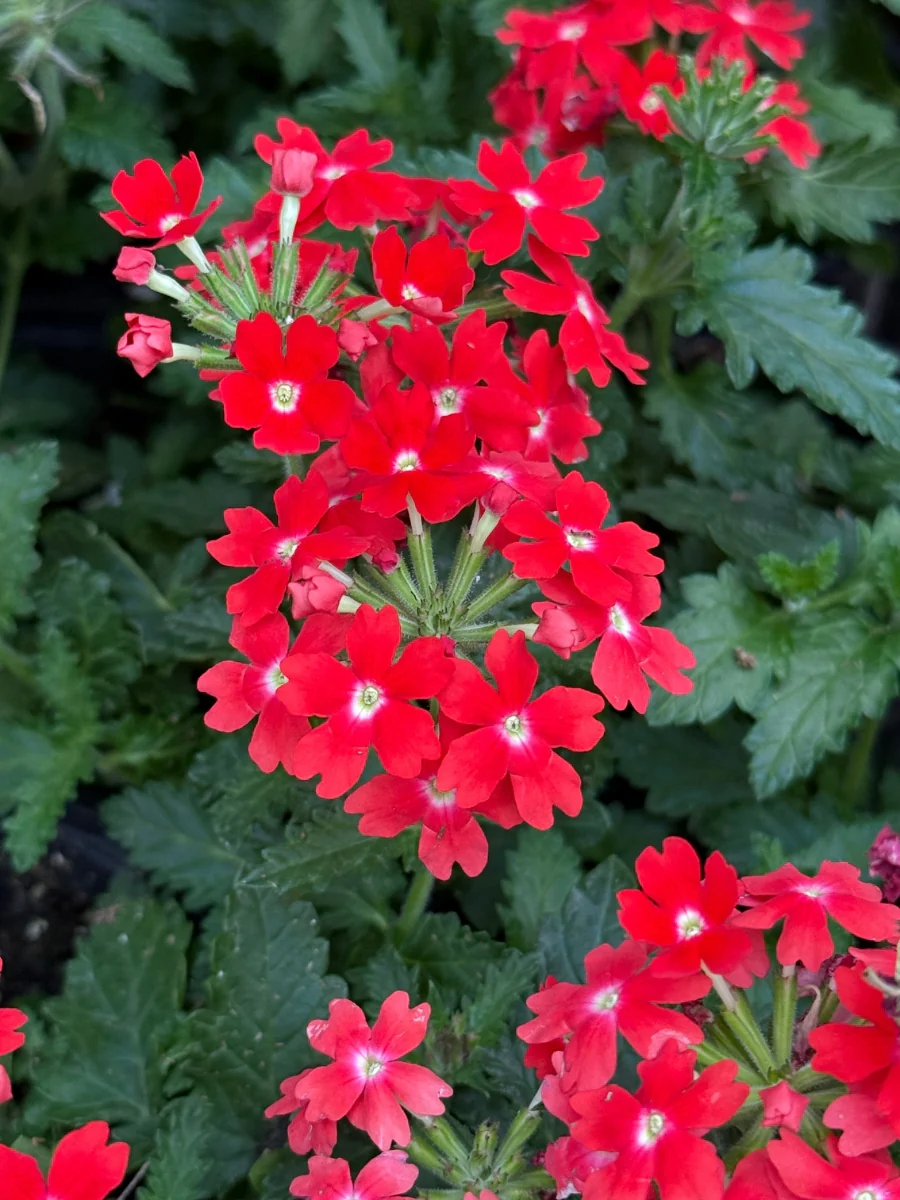 Verbena Lascar 'Orange Lava' 4''