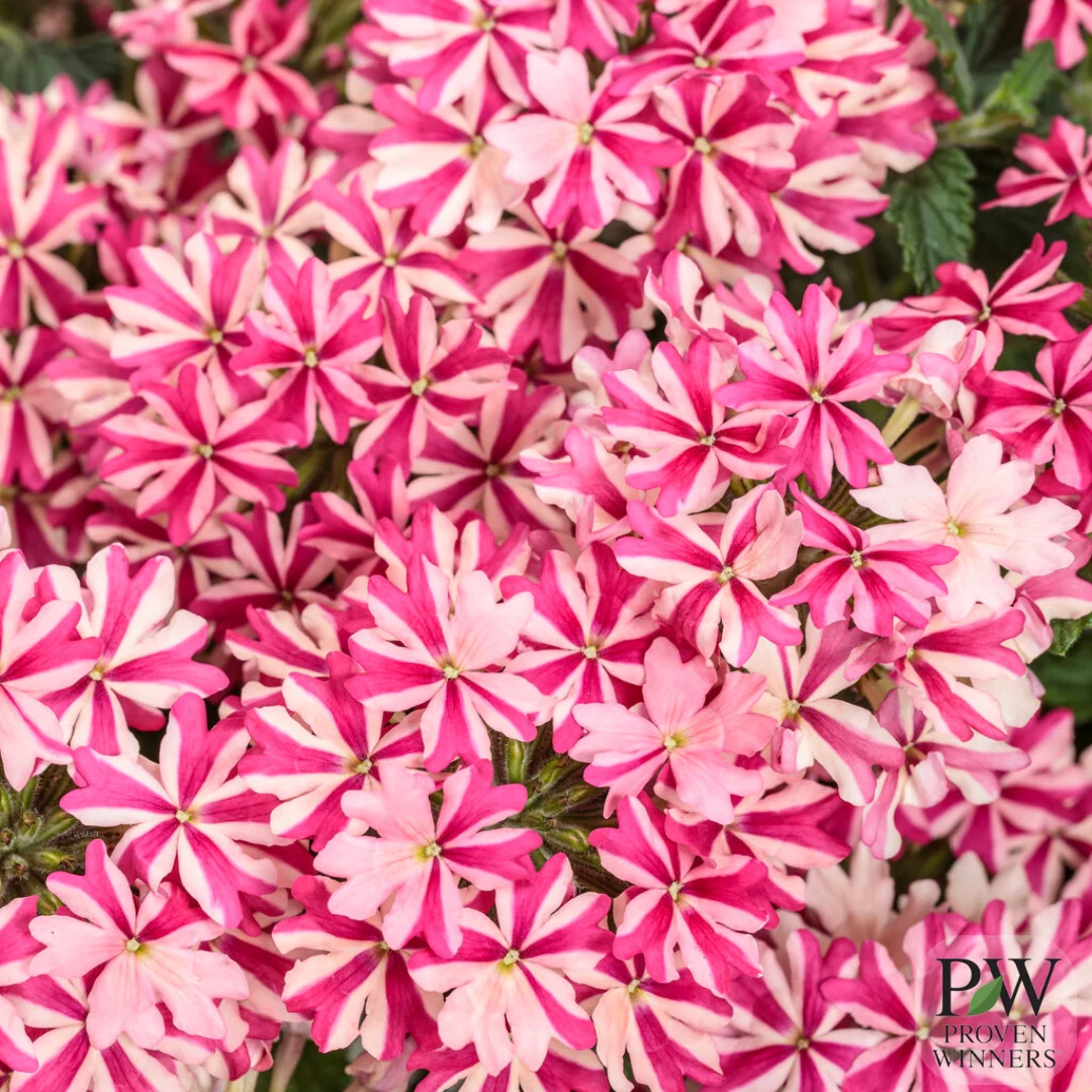 Verbena Superbena Royale® Cherryburst 4"