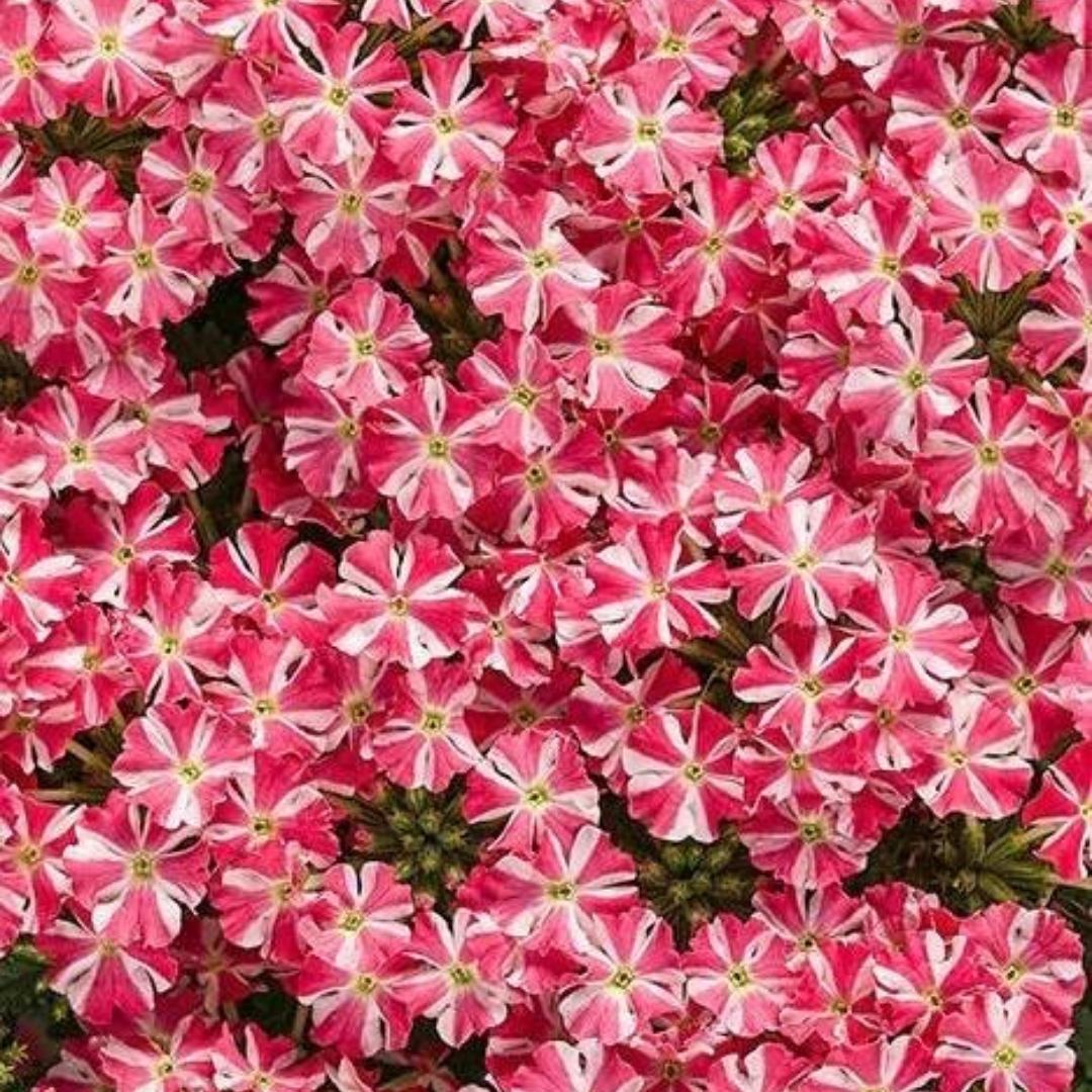 Verbena Superbena Royale® Cherryburst 4" - Image 2