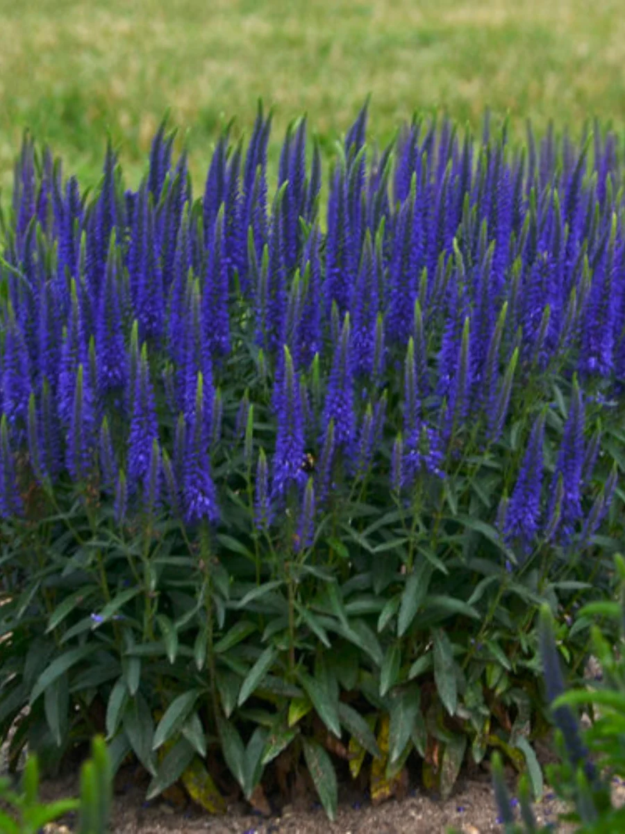 Veronica Speedwell 'Wizaed of Ahhs' 1G - Image 3