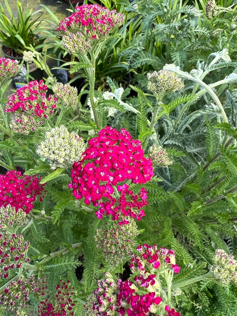 Yarrow Achillea New Vintage Violet 1G - Image 3