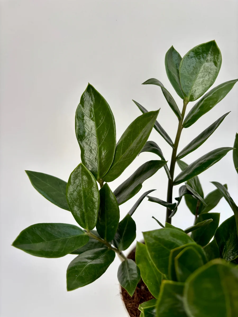 ZZ Plant 6" - Image 3