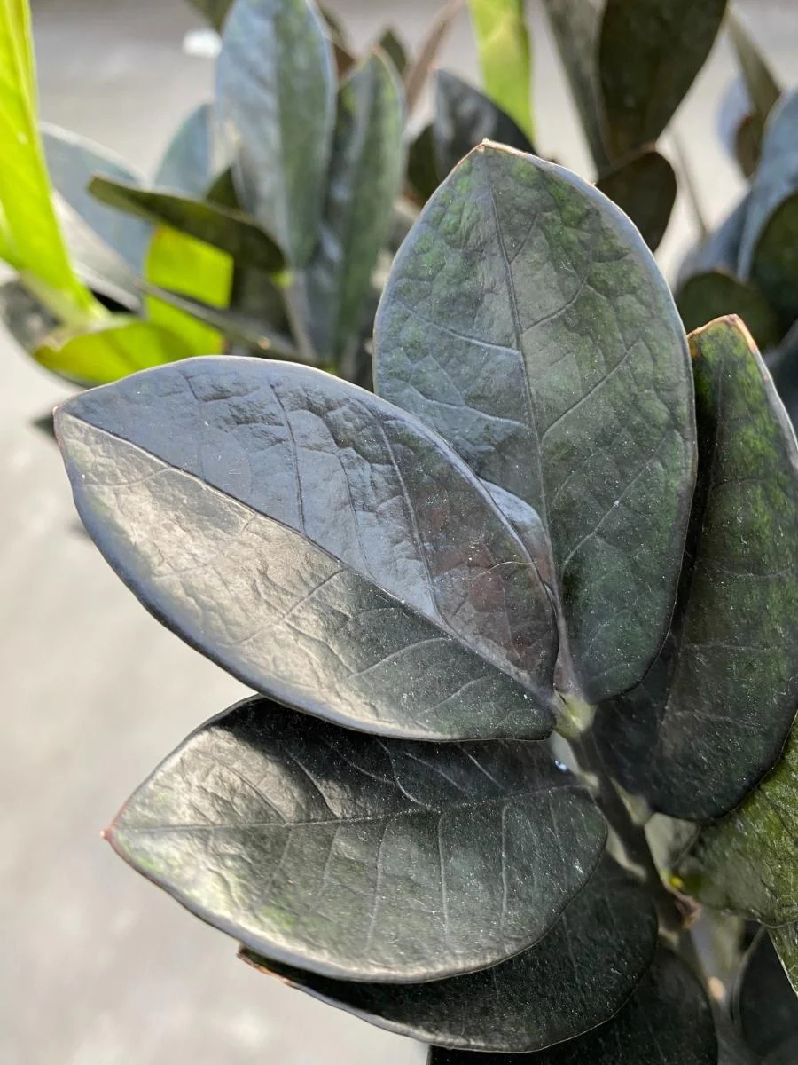 Zamioculcas ZZ 'Raven' 10" - Image 3