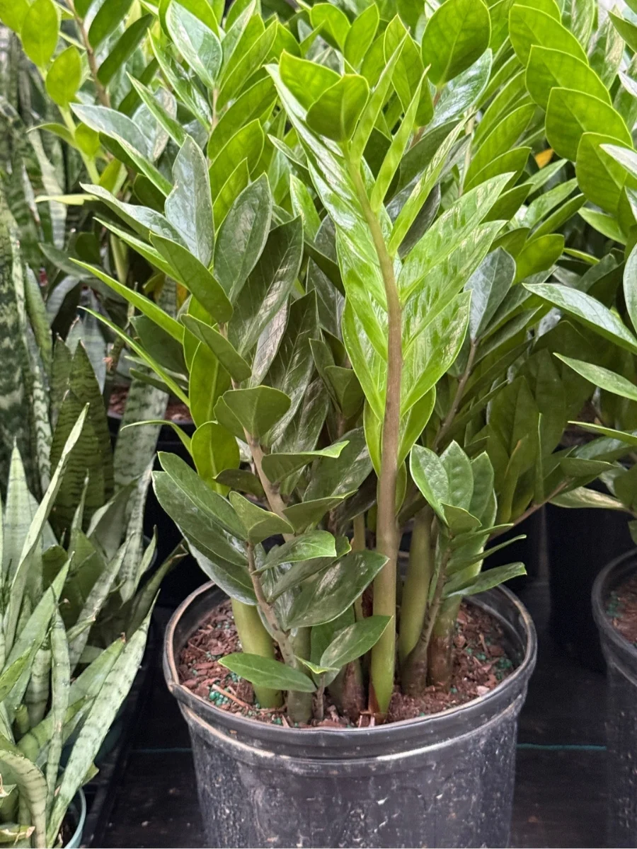 Zz Plant 10'' - Image 3