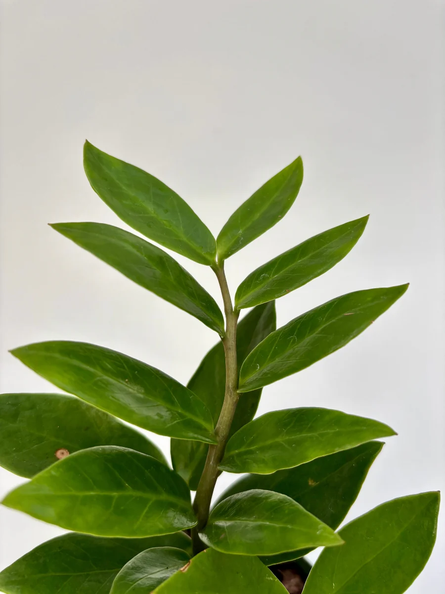 ZZ Plant 4'' - Image 3